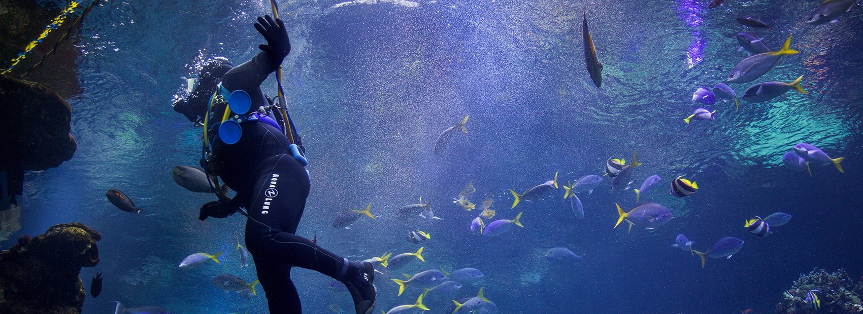Diver with fishes